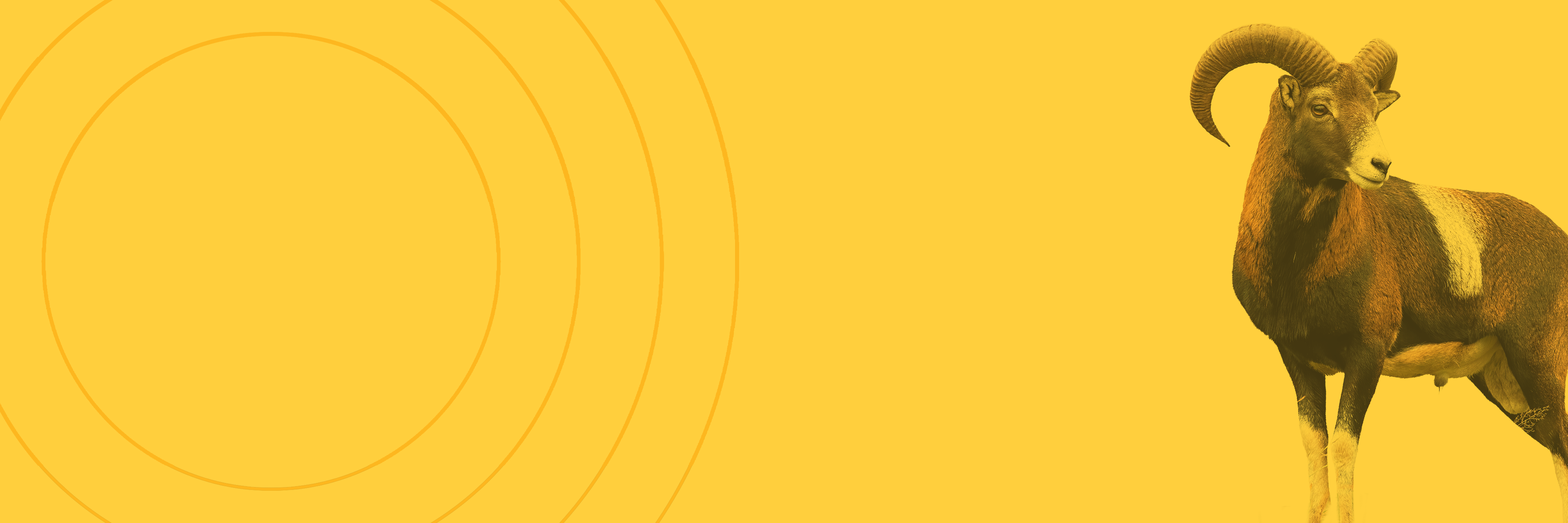 yellow ram